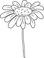 Download White Daisy Drawing - Daisy Flower Clipart Black And White Png