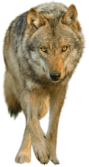 Wolf Transparent Png 6 Image - Wolf Transparent Background