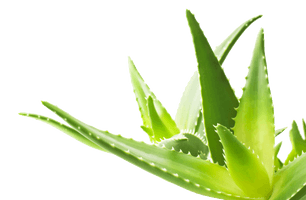 Aloe Transparent Image - Free PNG