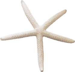 Starfish Png - Png Starfish