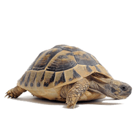 Tortoise Png Clipart