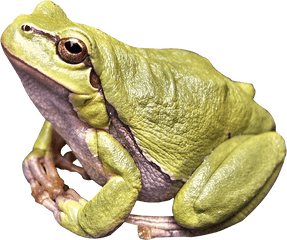 Download - Gay Frog Png