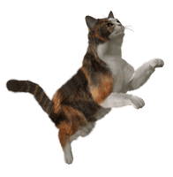 Cat Png Image Download Picture Kitten