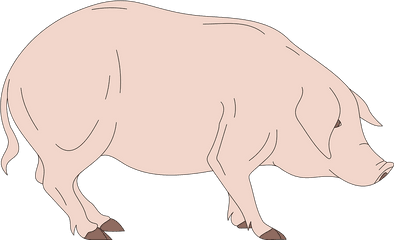 Barn Pig Side - Schwein Von Der Seite Png