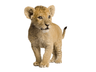 Lion Cub Png Transparent Images All - Lion Cub White Background