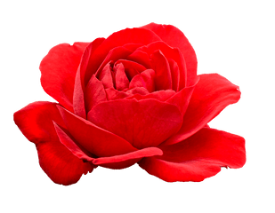 Rose Free Png Transparent Image And Clipart - Transparent Rose Flower Png