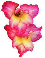 Gladiolus - Free PNG