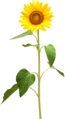 My Webpage - Sonnenblume Png