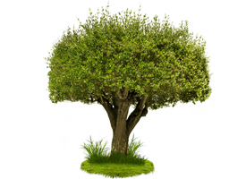 Pine Tree - Free PNG