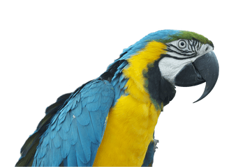 Parrot Ara Bird Colorful - Papaan Png