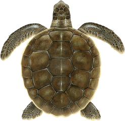 Flatback Upwell Png Turtle