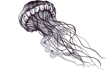 Jellyfish Png Picture - Jellyfish Black And White