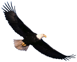 Eagle Png Image Download