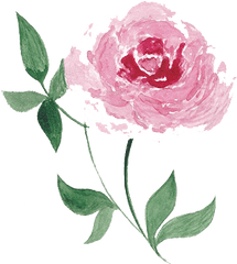 Watercolor Peonies Png Picture - Watercolor Painting