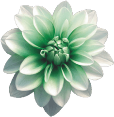 Transparent Flower Tumblr - Best Photographs Of Flowers Png