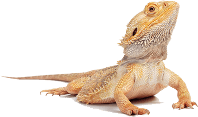 Hd Png Transparent Lizard - Bearded Dragon