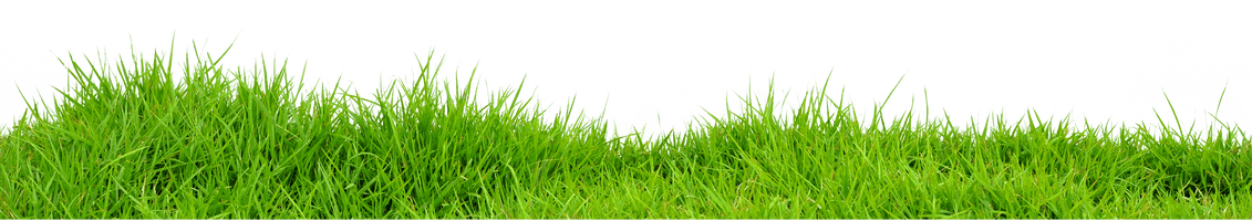 Grass Png Image Green Grass Png Picture