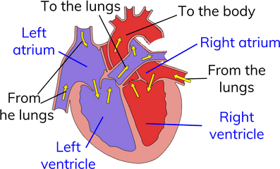 Circuit Heart Png - Diagram For Circulatory System Heart Diagram Circulatory System