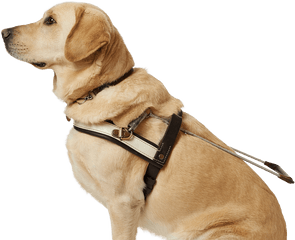 Download Guide Dog Transparent Background Hd Png - Transparent Guide Dog Png