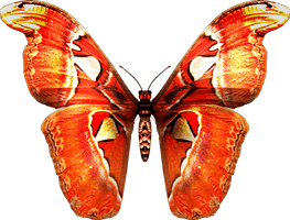 Butterfly Png Image