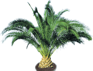 Pineapple Palm - Pineapple Trees Png Full Size Png Palm Trees