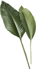 Leaf Png Image - Transparent Tropical Leaf