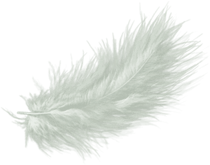 White Feather Drawing Clip Art - White Fur Transparent Background Png