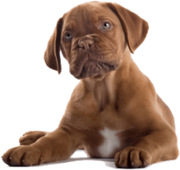 Dog Clipart Png - Transparent Background Puppy Mastiff