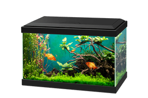 Small Fish Tank PNG Free Photo