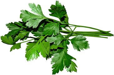 Parsley Leaves Cooking - Parsley Leaves Png