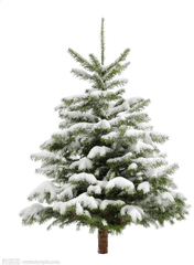 Download Pine Tree Snow Christmas Fir Trees Transprent Clip - Snowy Pine Tree Png Transparent