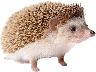 Hedgehog Free Png Image - Transparent Hedgehog Png