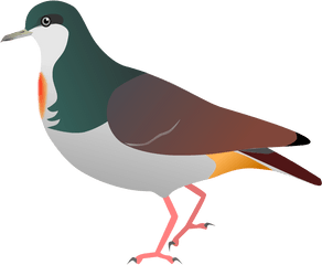 Sulu Bleeding Heart Pigeon Png Image - Mindoro Bleeding Heart Illustration