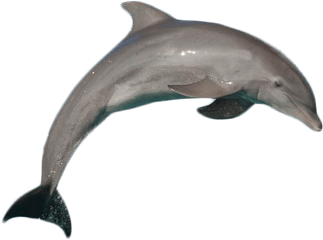 Atlantic Bottlenose Dolphin Jumping - Jumping Dolphin Transparent Background Png