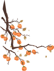 Free Online Persimmon Tree Plant Vector For - Persimmon Tree Vector Png