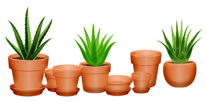 Vera Picture Potted Aloe Download Free Image - Free PNG