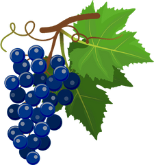 Blue Grapes Clipart - Grape Png