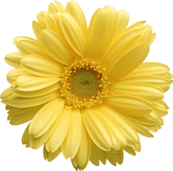 Gerber Daisy Flower - Yellow Daisy Flower Png