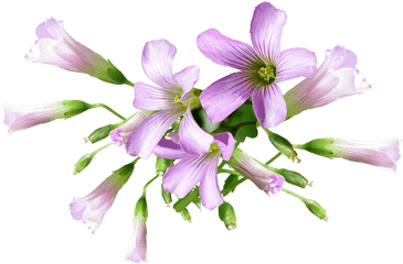 Flower Shamrock Plant - Free Photo On Pixabay Shamrock Flower Png