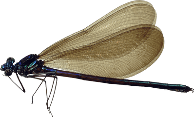 Dragonfly Png - Dragonfly Png