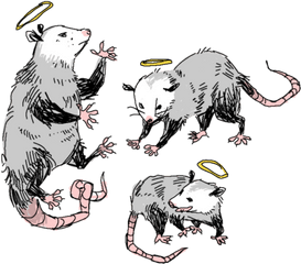 Png Transparency Tumblr - Cute Opossum Drawing