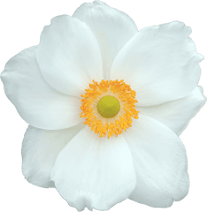 White Flower - 1 Free Stock Photo Public Domain Pictures Fundo Flor Branca Png