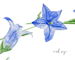 Vector Bluebells Free Photo - Free PNG