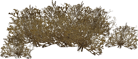 Algae Png Image - Deep Sea Brown Algae