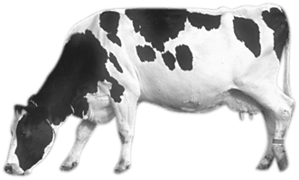 Cow Png Image