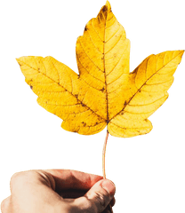 Hand Transparent Background Png - Hand Holding Maple Leaf