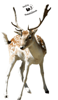 Christmas Deer - Free PNG