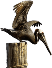 Brown Pelican - Brown Pelican Png