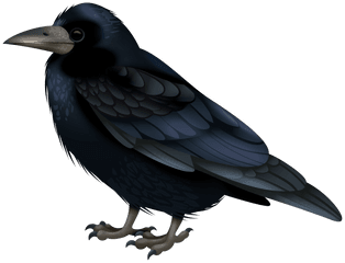 Raven Png 65 - Photo 6910 Transparent Image For Free Png