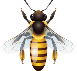 Honey Bee Clipart Png Transparent Background